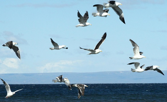 302 Dance of the Gulls